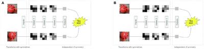 Symmetry-Based Representations for Artificial and Biological General Intelligence